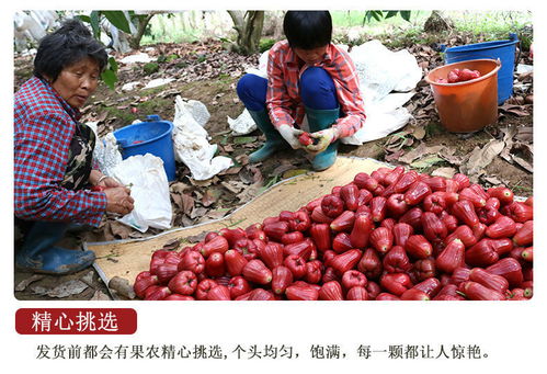 當(dāng)季鮮享 海南黑珍珠蓮霧，熱帶美味直送到家