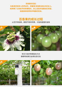 精準(zhǔn)扶貧，果香情濃 現(xiàn)摘現(xiàn)發(fā)百香果，5斤裝新鮮直送到家