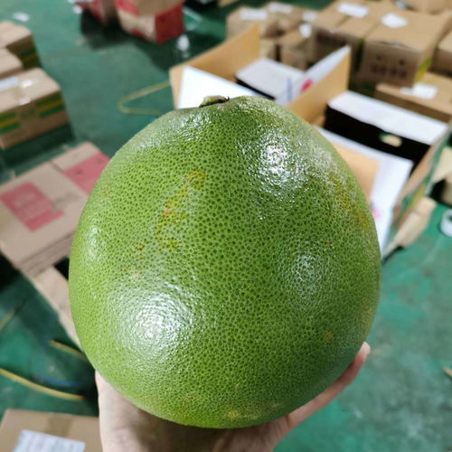 泰國(guó)青柚 白心金柚，當(dāng)季鮮果的醇香誘惑