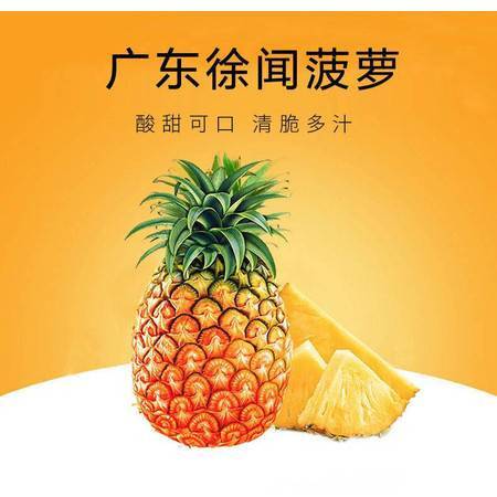 徐聞鳳梨 嶺南佳果，香甜禮贈——探秘廣東特產(chǎn)新鮮大菠蘿